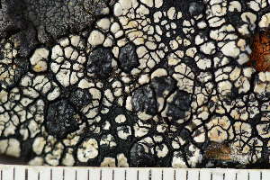  ( - O-L-243823)  @11 [ ] by-nc (2024) Einar Timdal University of Oslo, Natural History Museum