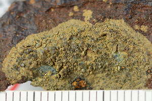  ( - O-L-243824)  @11 [ ] by-nc (2024) Einar Timdal University of Oslo, Natural History Museum