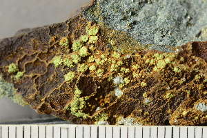  ( - O-L-243831)  @11 [ ] by-nc (2024) Einar Timdal University of Oslo, Natural History Museum