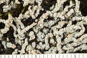  ( - O-L-243846)  @11 [ ] by-nc (2025) Einar Timdal University of Oslo, Natural History Museum