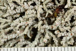  ( - O-L-243847)  @11 [ ] by-nc (2025) Einar Timdal University of Oslo, Natural History Museum