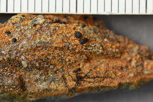 ( - O-L-243862)  @11 [ ] by-nc (2024) Einar Timdal University of Oslo, Natural History Museum