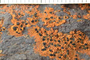  ( - O-L-243863)  @11 [ ] by-nc (2024) Einar Timdal University of Oslo, Natural History Museum