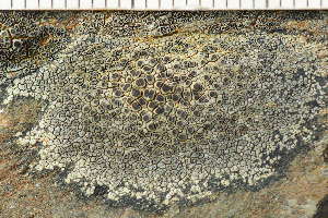  ( - O-L-243867)  @11 [ ] by-nc (2024) Einar Timdal University of Oslo, Natural History Museum