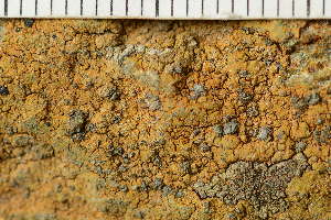  ( - O-L-243870)  @11 [ ] by-nc (2024) Einar Timdal University of Oslo, Natural History Museum