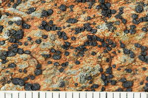 ( - O-L-243882)  @11 [ ] by-nc (2024) Einar Timdal University of Oslo, Natural History Museum