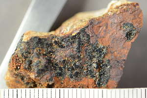  ( - O-L-243885)  @11 [ ] by-nc (2025) Einar Timdal University of Oslo, Natural History Museum