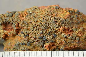  ( - O-L-243887)  @11 [ ] by-nc (2025) Einar Timdal University of Oslo, Natural History Museum