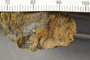  (Rhizocarpales - O-L-243889)  @11 [ ] by-nc (2025) Einar Timdal University of Oslo, Natural History Museum