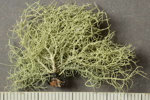  ( - O-L-243895)  @11 [ ] by-nc (2025) Einar Timdal University of Oslo, Natural History Museum