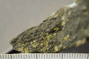  ( - O-L-243909)  @11 [ ] by-nc (2025) Einar Timdal University of Oslo, Natural History Museum