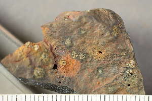  ( - O-L-243912)  @11 [ ] by-nc (2025) Einar Timdal University of Oslo, Natural History Museum