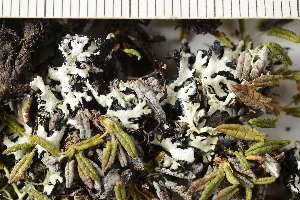  ( - O-L-243931)  @11 [ ] by-nc (2025) Einar Timdal University of Oslo, Natural History Museum