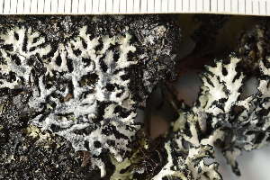  ( - O-L-243936)  @11 [ ] by-nc (2025) Einar Timdal University of Oslo, Natural History Museum