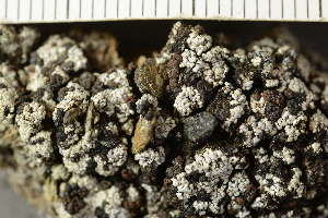  ( - O-L-243946)  @11 [ ] by-nc (2025) Einar Timdal University of Oslo, Natural History Museum