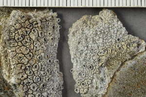  ( - O-L-243956)  @11 [ ] by-nc (2025) Einar Timdal University of Oslo, Natural History Museum