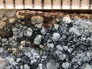 ( - O-L-244033)  @11 [ ] by-nc (2024) Reidar Haugan University of Oslo, Natural History Museum