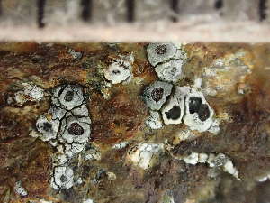  ( - O-L-244034)  @11 [ ] by-nc (2024) Reidar Haugan University of Oslo, Natural History Museum