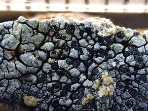  ( - O-L-244037)  @11 [ ] by-nc (2024) Reidar Haugan University of Oslo, Natural History Museum