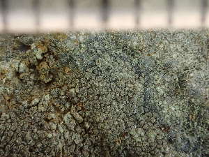  ( - O-L-244052)  @11 [ ] by-nc (2024) Reidar Haugan University of Oslo, Natural History Museum