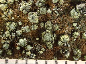  ( - O-L-244067)  @11 [ ] by-nc (2024) Reidar Haugan University of Oslo, Natural History Museum