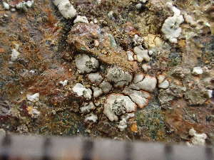  ( - O-L-244075)  @11 [ ] by-nc (2024) Reidar Haugan University of Oslo, Natural History Museum
