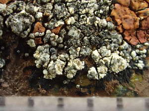  ( - O-L-244085)  @11 [ ] by-nc (2024) Reidar Haugan University of Oslo, Natural History Museum