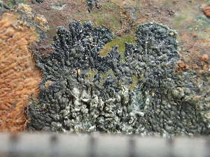  ( - O-L-244087)  @11 [ ] by-nc (2024) Reidar Haugan University of Oslo, Natural History Museum