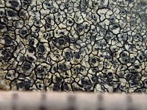  ( - O-L-244088)  @11 [ ] by-nc (2024) Reidar Haugan University of Oslo, Natural History Museum