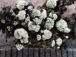  (Lecanora leptacina - O-L-244103)  @11 [ ] by-nc (2024) Reidar Haugan University of Oslo, Natural History Museum