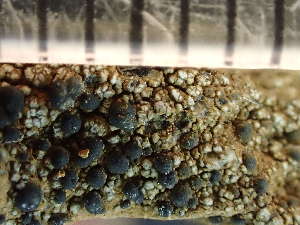  ( - O-L-244104)  @11 [ ] by-nc (2024) Reidar Haugan University of Oslo, Natural History Museum