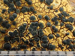  ( - O-L-244110)  @11 [ ] by-nc (2024) Reidar Haugan University of Oslo, Natural History Museum