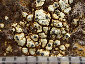  ( - O-L-244111)  @11 [ ] by-nc (2024) Reidar Haugan University of Oslo, Natural History Museum