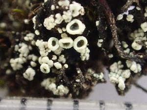  ( - O-L-244143)  @11 [ ] by-nc (2024) Reidar Haugan University of Oslo, Natural History Museum