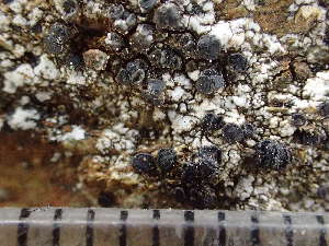  (Lecanora formosa - O-L-244148)  @11 [ ] by-nc (2024) Reidar Haugan University of Oslo, Natural History Museum