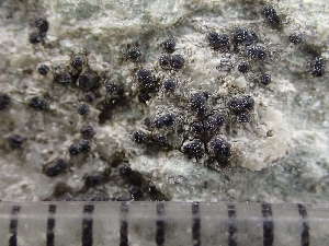  (Polyblastia borealis - O-L-244159)  @11 [ ] by-nc (2024) Reidar Haugan University of Oslo, Natural History Museum