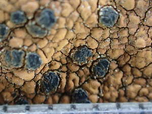  ( - O-L-244171)  @11 [ ] by-nc (2024) Reidar Haugan University of Oslo, Natural History Museum