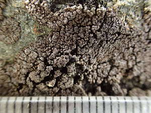  ( - O-L-244177)  @11 [ ] by-nc (2024) Reidar Haugan University of Oslo, Natural History Museum