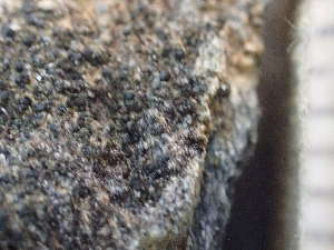  ( - O-L-244180)  @11 [ ] by-nc (2024) Reidar Haugan University of Oslo, Natural History Museum