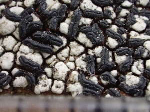  ( - O-L-244182)  @11 [ ] by-nc (2024) Reidar Haugan University of Oslo, Natural History Museum