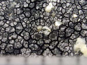  ( - O-L-244187)  @11 [ ] by-nc (2024) Reidar Haugan University of Oslo, Natural History Museum
