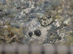  ( - O-L-244190)  @11 [ ] by-nc (2024) Reidar Haugan University of Oslo, Natural History Museum