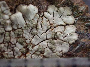  ( - O-L-244191)  @11 [ ] by-nc (2024) Reidar Haugan University of Oslo, Natural History Museum