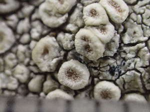  ( - O-L-244200)  @11 [ ] by-nc (2024) Reidar Haugan University of Oslo, Natural History Museum