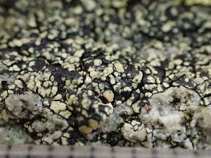  ( - O-L-244206)  @11 [ ] by-nc (2024) Reidar Haugan University of Oslo, Natural History Museum