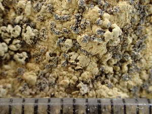  ( - O-L-244209)  @11 [ ] by-nc (2024) Reidar Haugan University of Oslo, Natural History Museum