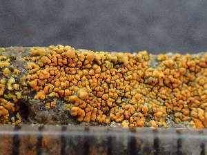  (Caloplaca scopularis - O-L-244212)  @11 [ ] by-nc (2024) Reidar Haugan University of Oslo, Natural History Museum