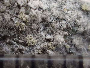  ( - O-L-244217)  @11 [ ] by-nc (2024) Reidar Haugan University of Oslo, Natural History Museum