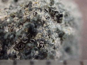  ( - O-L-244218)  @11 [ ] by-nc (2024) Reidar Haugan University of Oslo, Natural History Museum