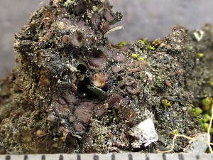  (Enchylium limosum - O-L-246017)  @11 [ ] by-nc (2025) Reidar Haugan University of Oslo, Natural History Museum